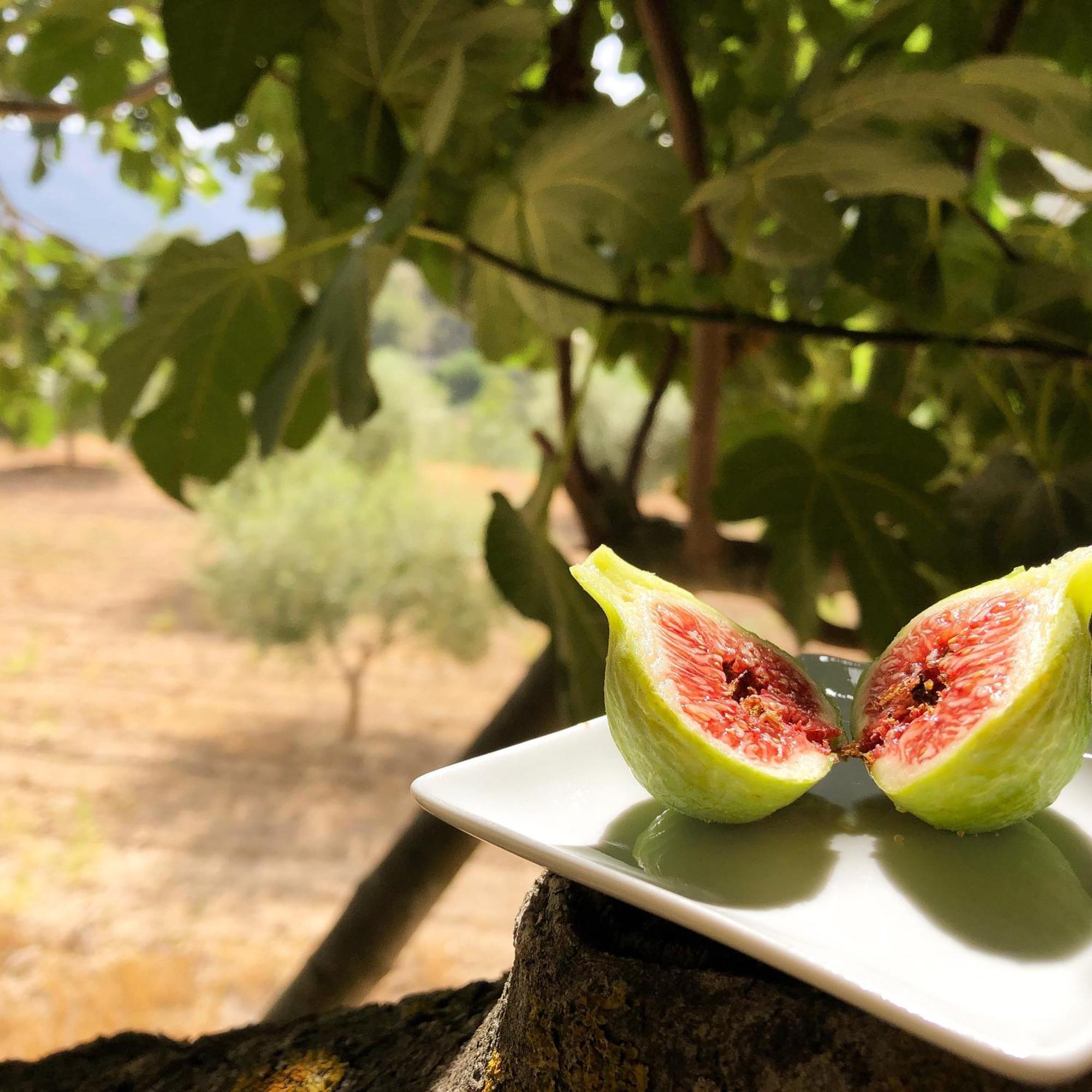 Castell De La Solana Country house Alcalali