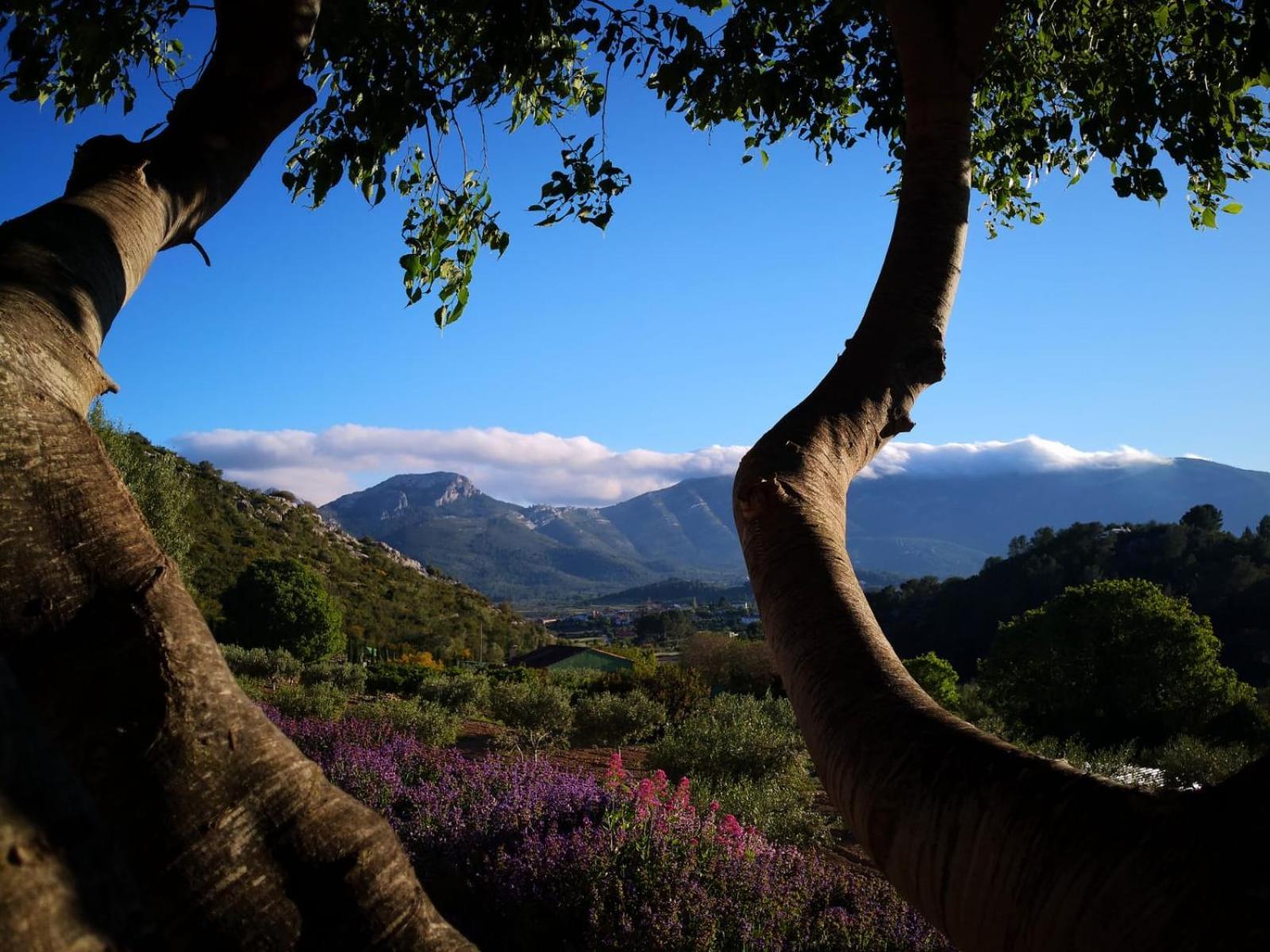 Castell De La Solana *